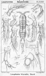 Laophonte littoralis from Sars, G.O. 1908