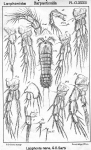 Copepoda