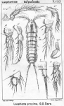 Laophonte proxima from Sars, G.O. 1908