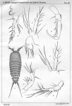 Laophonte quaterspinata from Brian, A 1921