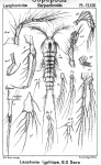Laophonte typhlops from Sars, G.O. 1908