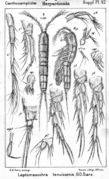 Leptomesochra tenuicornis from Sars, G.O. 1911 Leptomesochra tenuicornis from Sars, G.O. 1911