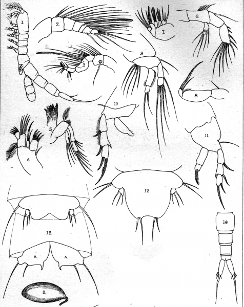Leptopsyllus robertsoni from Scott, T. & A. 1895 Leptopsyllus robertsoni from Scott, T. & A. 1895