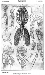 Lichomolgus poucheti from Sars, G.O. 1917