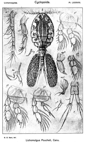 Lichomolgus poucheti from Sars, G.O. 1917 Lichomolgus poucheti from Sars, G.O. 1917
