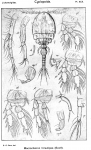 Macrochiron hirsutipes from Sars, G.O. 1917