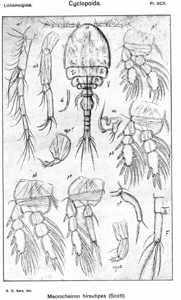 Macrochiron hirsutipes from Sars, G.O. 1917 Macrochiron hirsutipes from Sars, G.O. 1917