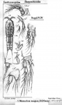 Mesochra exigua from Sars, G.O. 1911