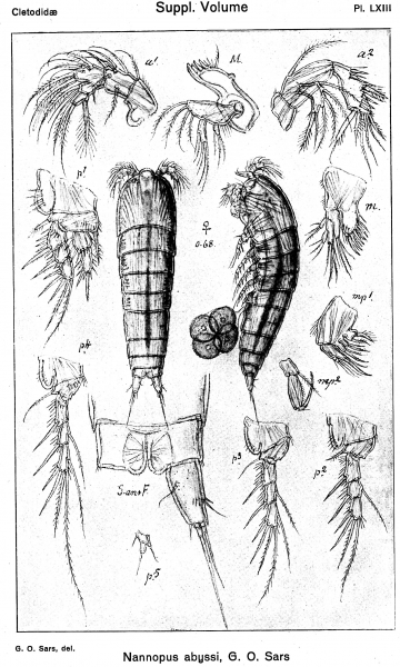 Nannopus abyssi from Sars, G.O. 1920 Nannopus abyssi from Sars, G.O. 1920