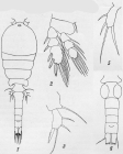 Paracyclopina nana from Smirnov 1935