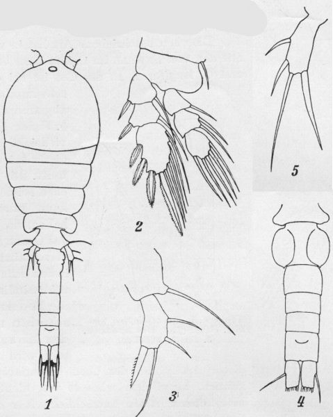 Paracyclopina nana from Smirnov 1935 Paracyclopina nana from Smirnov 1935