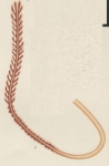 Pennella rubra from Brian, A 1906