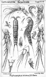 Phyllocamptus minutus from Sars, G.O. 1911