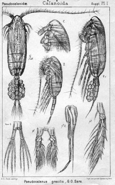 Pseudocalanus gracilis from Sars, G.O. 1903 Pseudocalanus gracilis from Sars, G.O. 1903