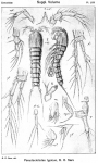 Pseudocletodes typicus from Sars, G.O. 1920