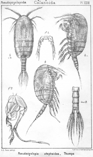 Pseudocyclopia stephoides from Sars, G.O. 1902 Pseudocyclopia stephoides from Sars, G.O. 1902