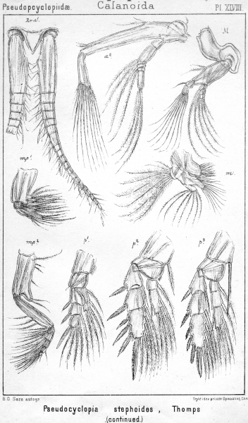 Pseudocyclopia stephoides from Sars, G.O. 1902 Pseudocyclopia stephoides from Sars, G.O. 1902