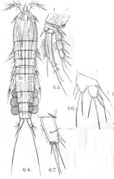 Schizopera consimilis from Sars, G.O. 1909 Schizopera consimilis from Sars, G.O. 1909