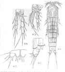 Schizopera fimbriata from Sars, G.O. 1909