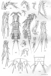 Schizopera inopinata from Sars, G.O. 1909