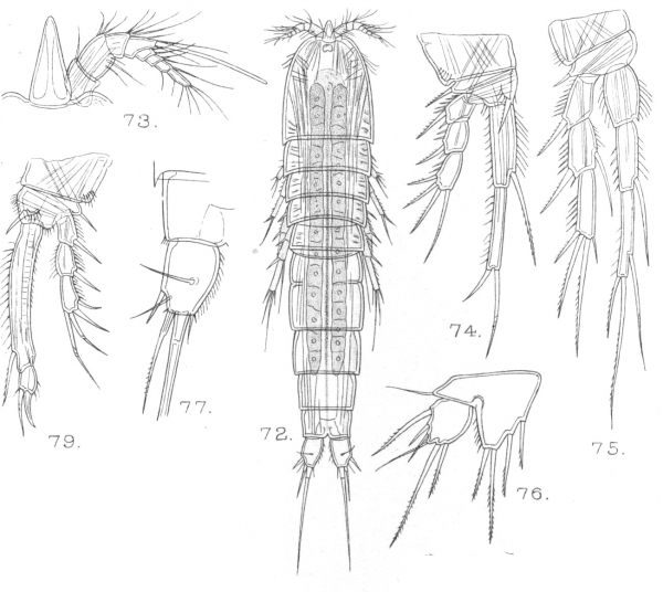 Schizopera minuticornis from Sars, G.O. 1909 Schizopera minuticornis from Sars, G.O. 1909