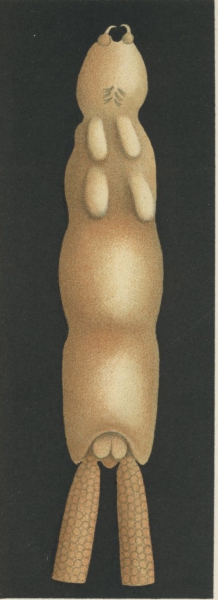 Chondracanthus cornutus from Brian, A 1906 Chondracanthus cornutus from Brian, A 1906