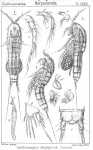 Canthocamptus staphylinus from Sars, G.O. 1906