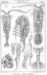 Diaptomus castor from Sars, G.O. 1902