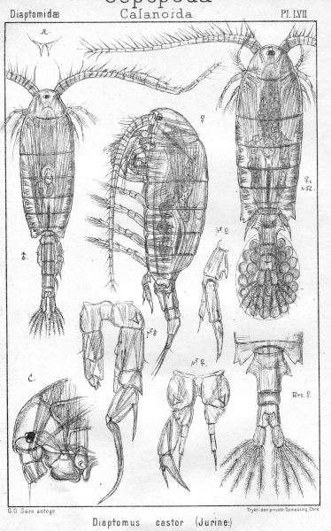 Diaptomus castor from Sars, G.O. 1902 Diaptomus castor from Sars, G.O. 1902