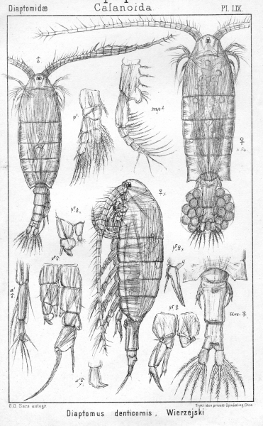 Diaptomus denticornis from Sars, G.O. 1902 Diaptomus denticornis from Sars, G.O. 1902