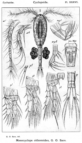 Mesocyclops oithonoides from Sars, G.O. 1914 Mesocyclops oithonoides from Sars, G.O. 1914
