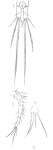 Cyclops affinis from Vosseler 1886