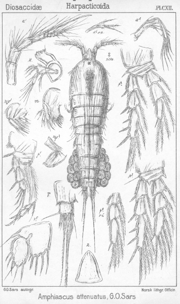 Amphiascus attenuatus from Sars, G.O. 1906 Amphiascus attenuatus from Sars, G.O. 1906