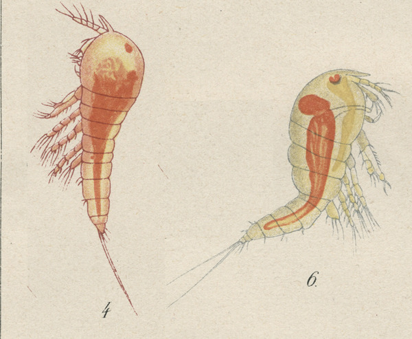 Amphiascus cinctus from Brian, A 1921 Amphiascus cinctus from Brian, A 1921