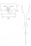 Amphiascus cinctus from Brian, A 1921