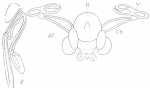 Amphiascus cinctus from Brian, A 1921