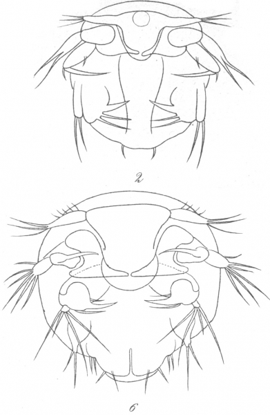 Amphiascus cinctus from Brian, A 1921 Amphiascus cinctus from Brian, A 1921