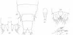 Amphiascus cinctus from Brian, A 1921