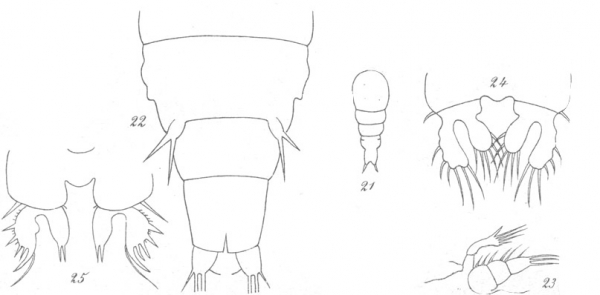 Amphiascus cinctus from Brian, A 1921 Amphiascus cinctus from Brian, A 1921