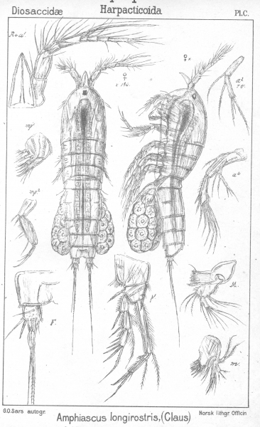 Amphiascus longirostris from Sars, G.O. 1906 Amphiascus longirostris from Sars, G.O. 1906