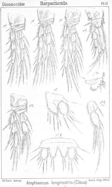 Amphiascus longirostris from Sars, G.O. 1906 Amphiascus longirostris from Sars, G.O. 1906
