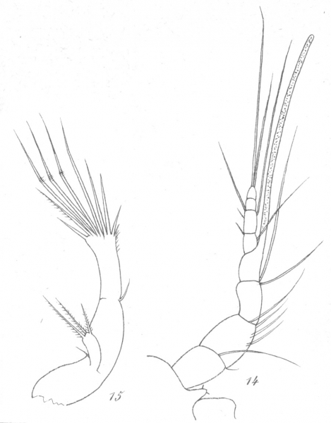 Amphiascus parvulus from Brian, A 1921 Amphiascus parvulus from Brian, A 1921