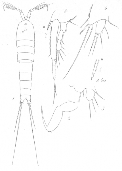 Amphiascus parvulus from Brian, A 1921 Amphiascus parvulus from Brian, A 1921