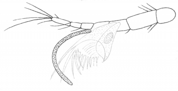 Amphiascus parvulus from Brian, A 1921 Amphiascus parvulus from Brian, A 1921