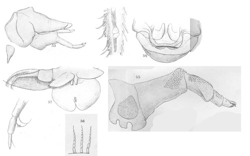 Argulus catostomi from Thiele 1904 Argulus catostomi from Thiele 1904