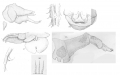 Branchiura