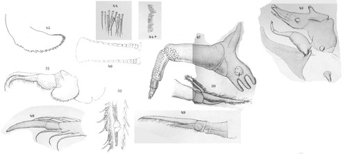 Argulus natterei from Thiele 1904 Argulus natterei from Thiele 1904