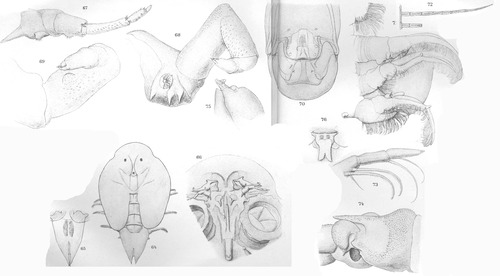 Argulus nobilis from Thiele 1904 Argulus nobilis from Thiele 1904
