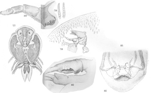 Argulus pugettensis from Thiele 1904 Argulus pugettensis from Thiele 1904