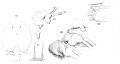 Branchiura